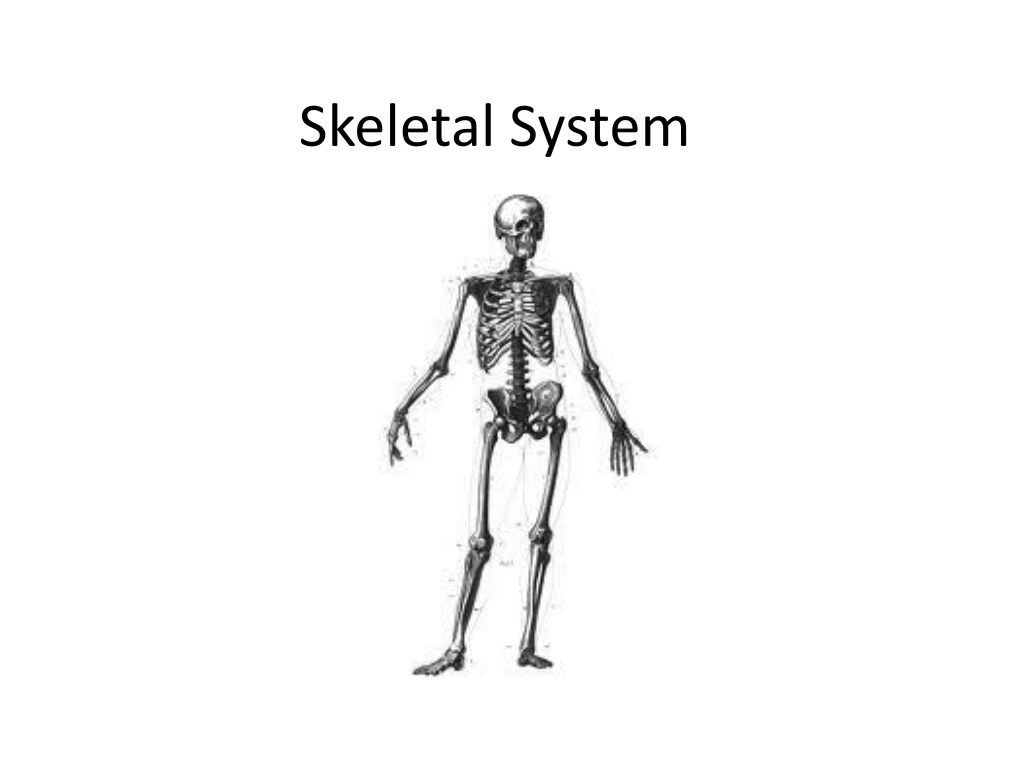 skeletal system