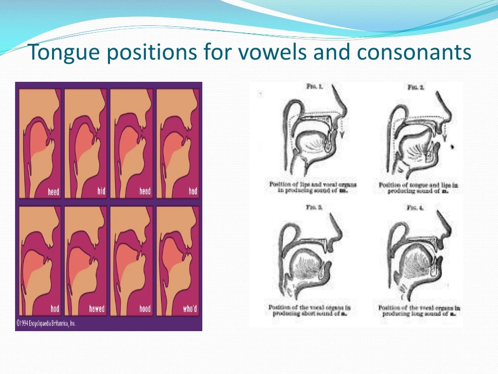 tongue positions for vowels and consonants