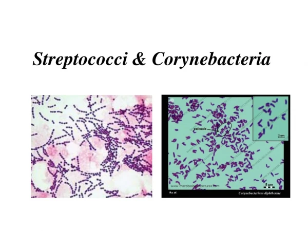 Streptococci &amp; Corynebacteria