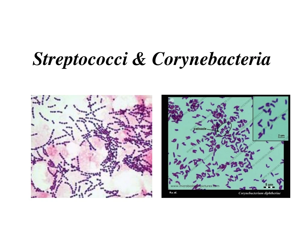 streptococci corynebacteria