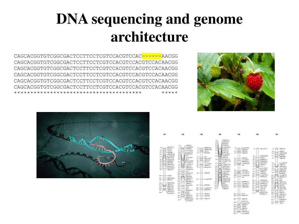 dna sequencing and genome architecture