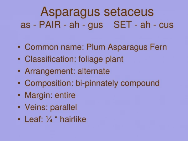 Asparagus setaceus as - PAIR - ah - gus SET - ah - cus