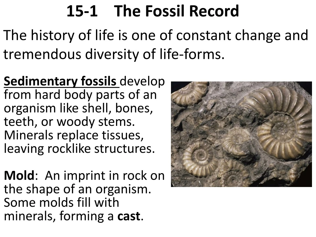 15 1 the fossil record