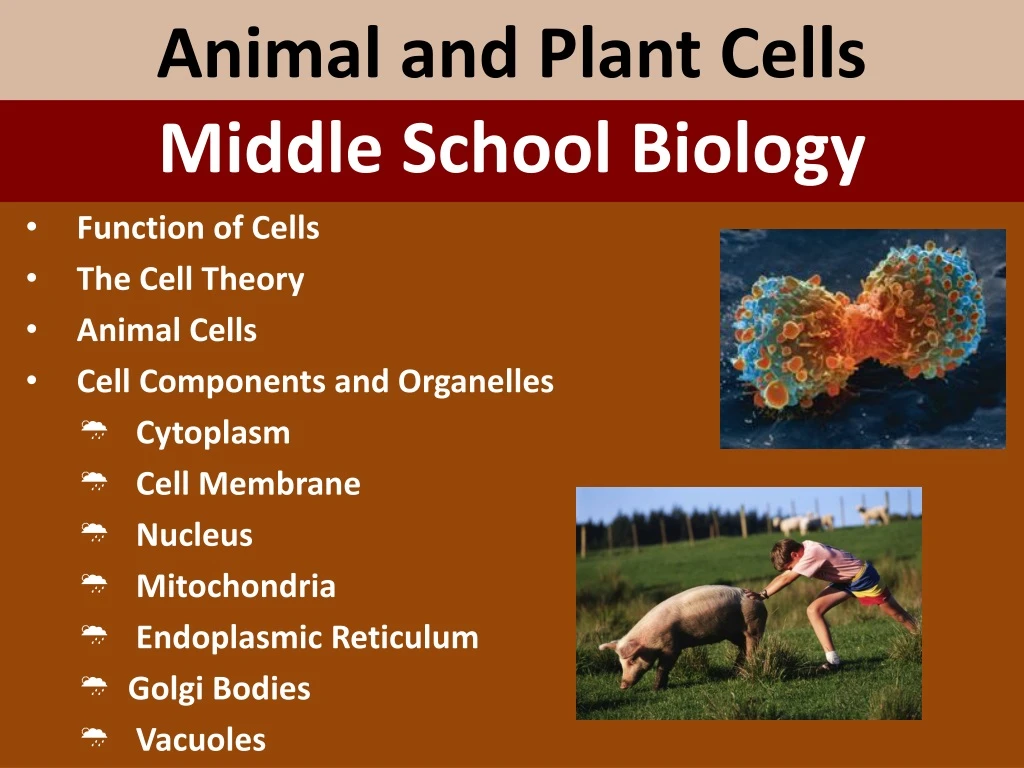 animal and plant cells
