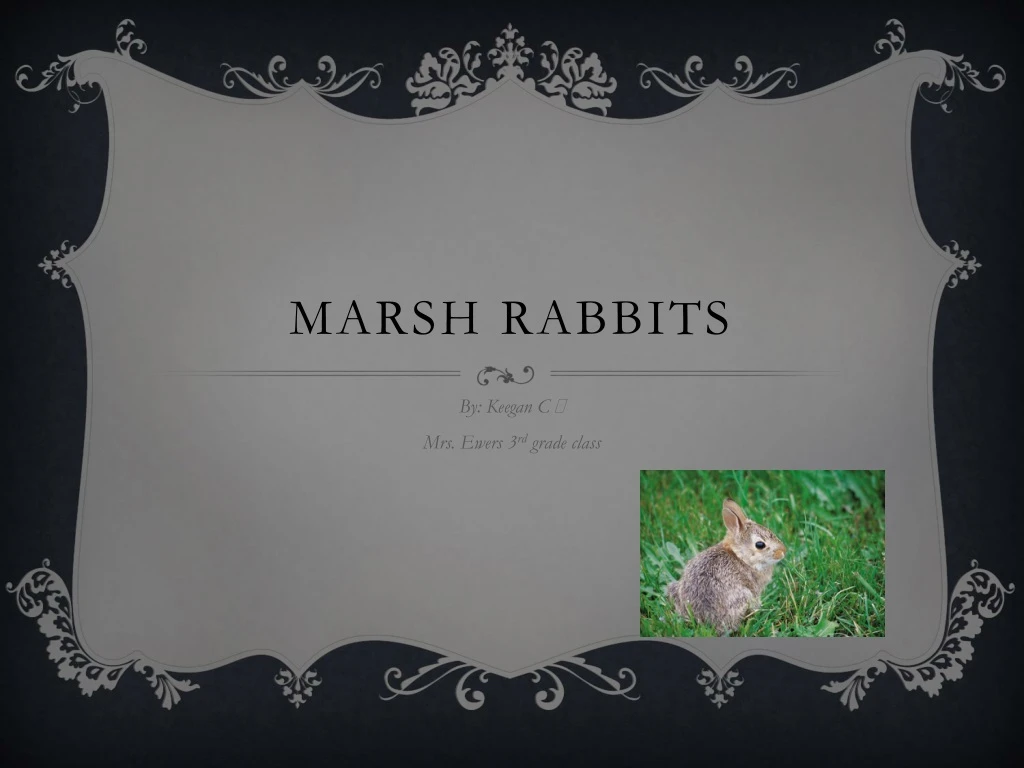 marsh rabbits