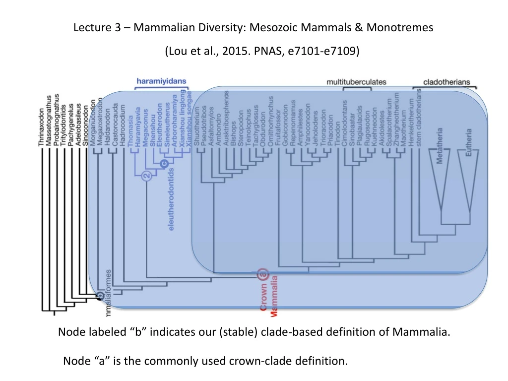 lecture 3 mammalian diversity mesozoic mammals
