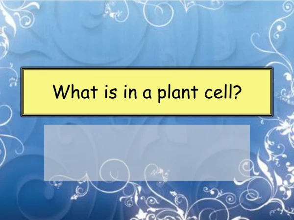 What is in a plant cell?