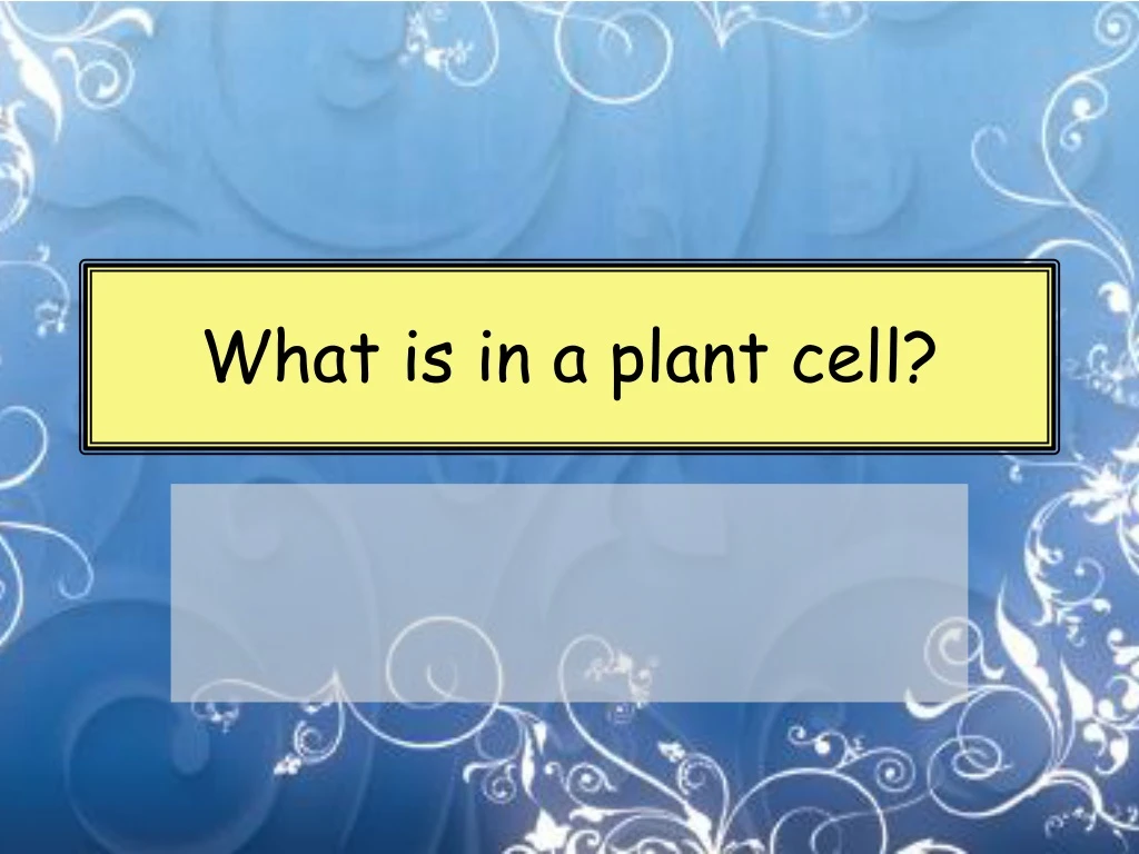 what is in a plant cell