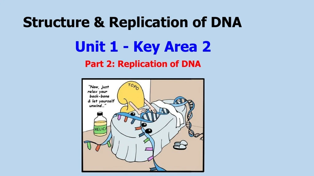 structure replication of dna