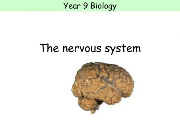 The nervous system