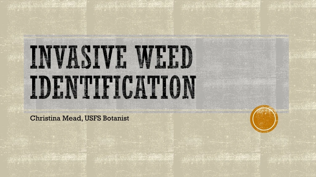 invasive weed identification