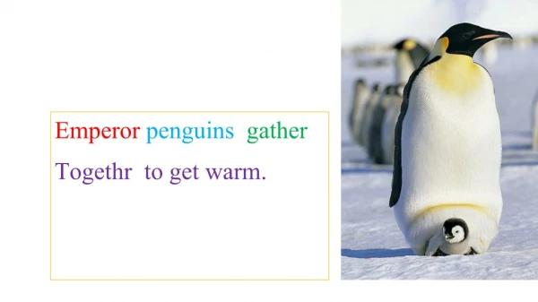 Emperor penguins  gather Togethr  to get warm.