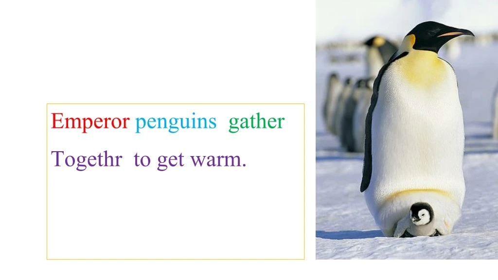 emperor penguins gather togethr to get warm
