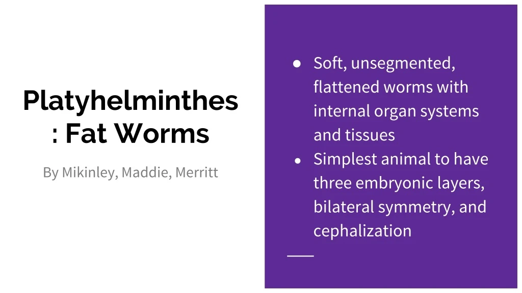 platyhelminthes fat worms