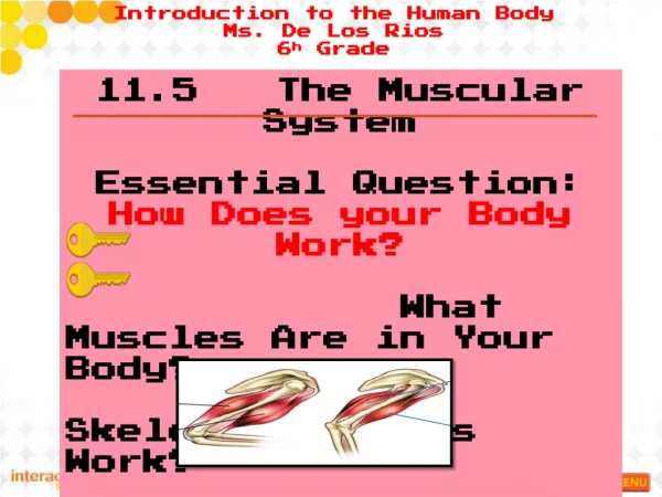 11.5 The Muscular System Essential Question: How Does your Body Work?