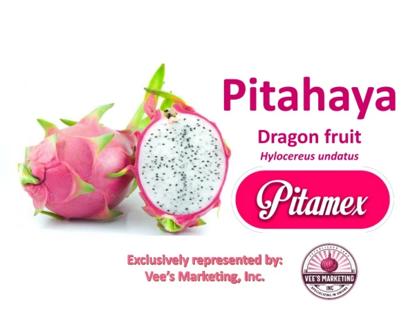 Pitahaya Dragon fruit Hylocereus undatus