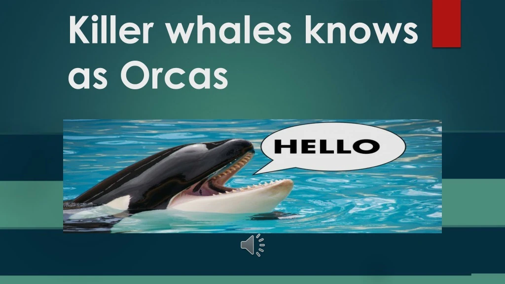 killer whales knows as orcas