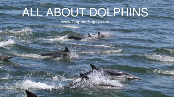 ALL ABOUT DOLPHINS