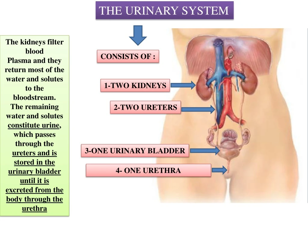 the urinary system