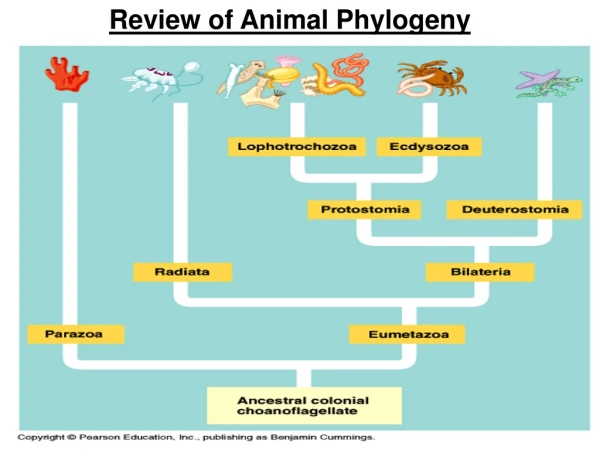 Review of Animal Phylogeny