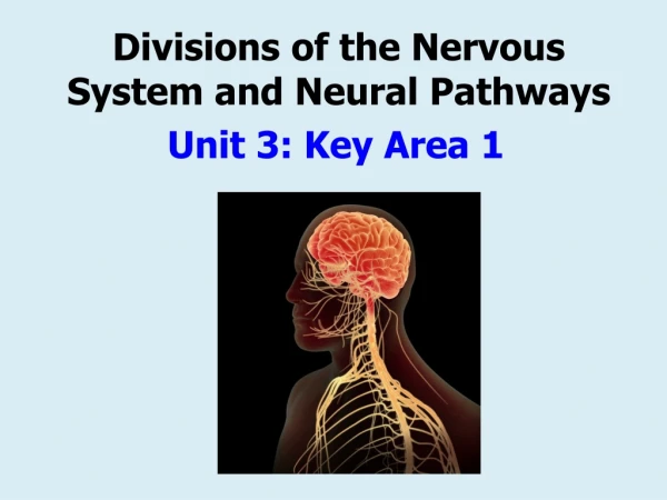 Divisions of the Nervous System and Neural Pathways