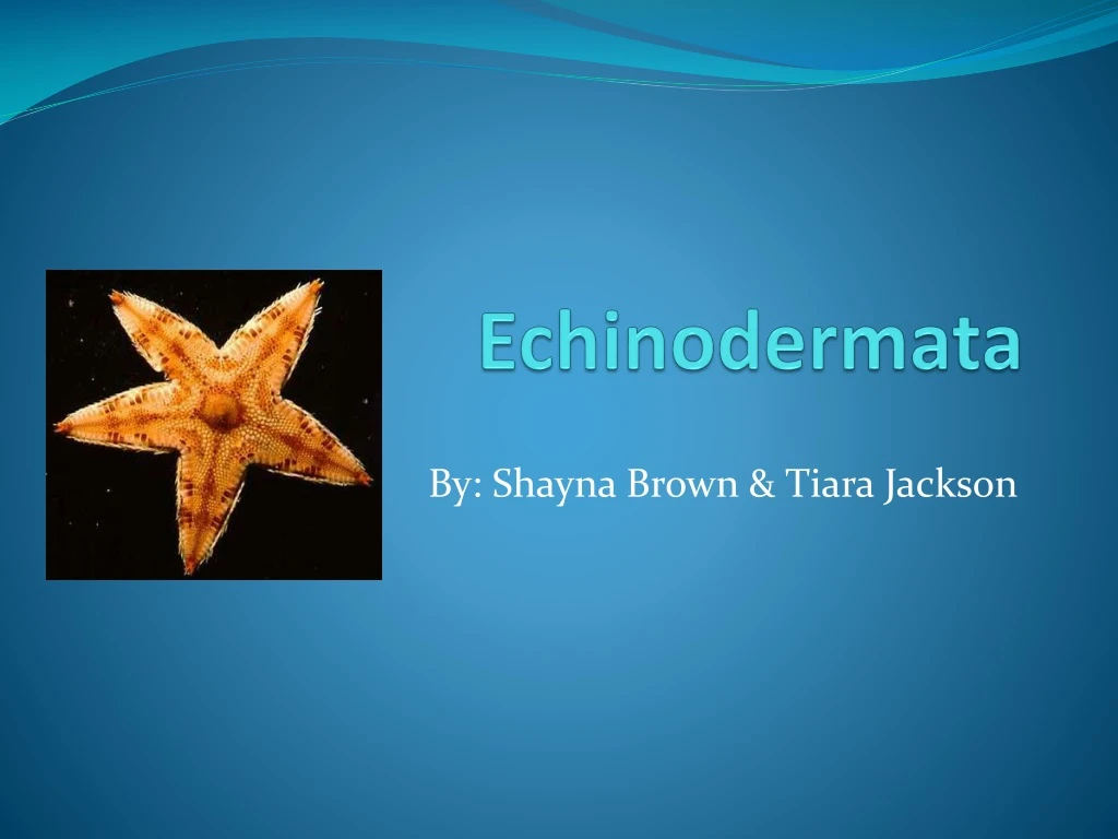 echinodermata