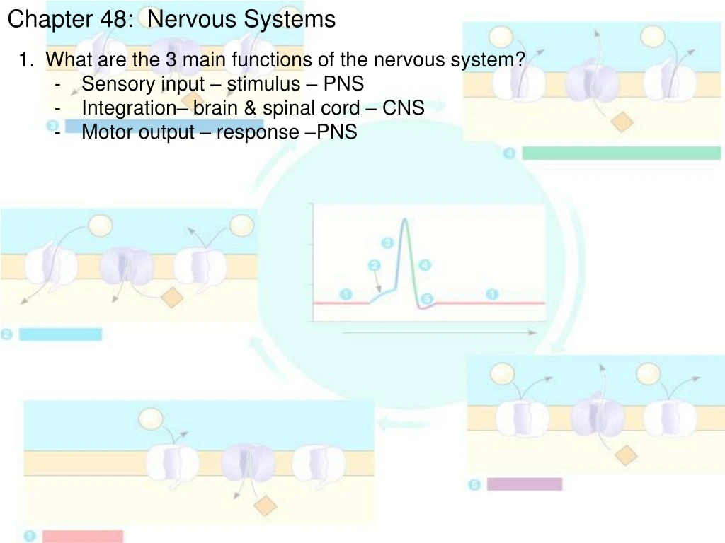 chapter 48 nervous systems