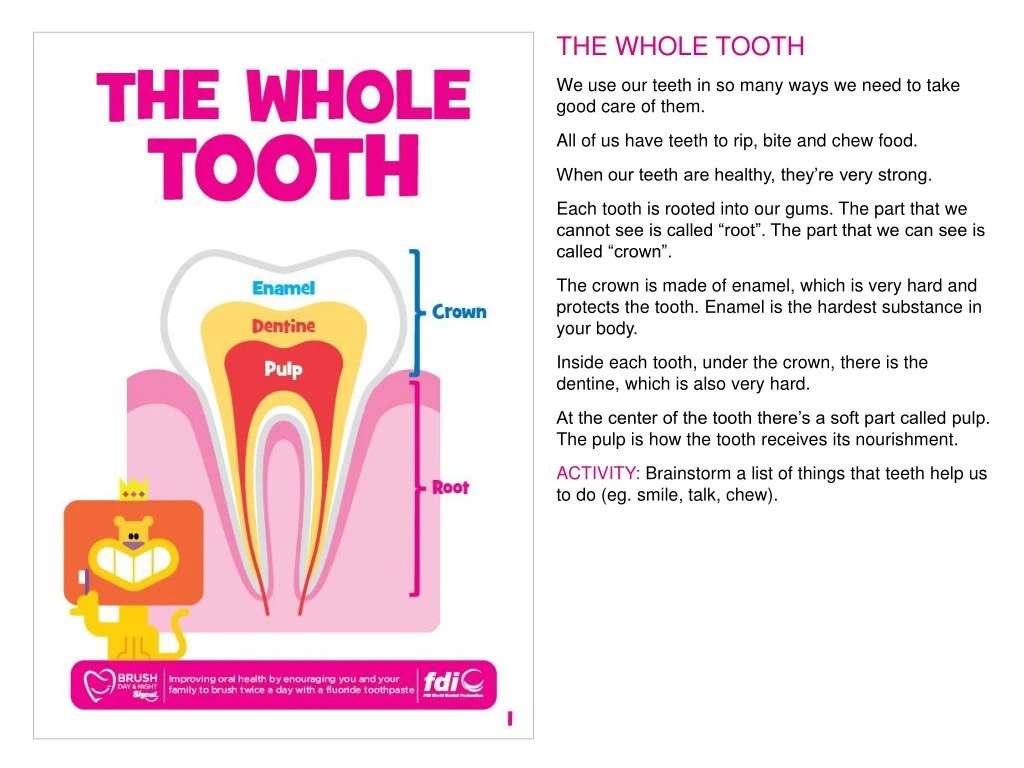 the whole tooth we use our teeth in so many ways