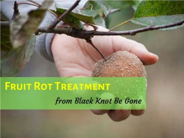 Fruit rot treatment from Black Knot Be Gone-Improve healing of trees