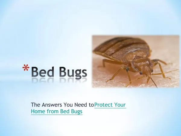 Bed Bugs - The Answers You Need to Protect Your Home