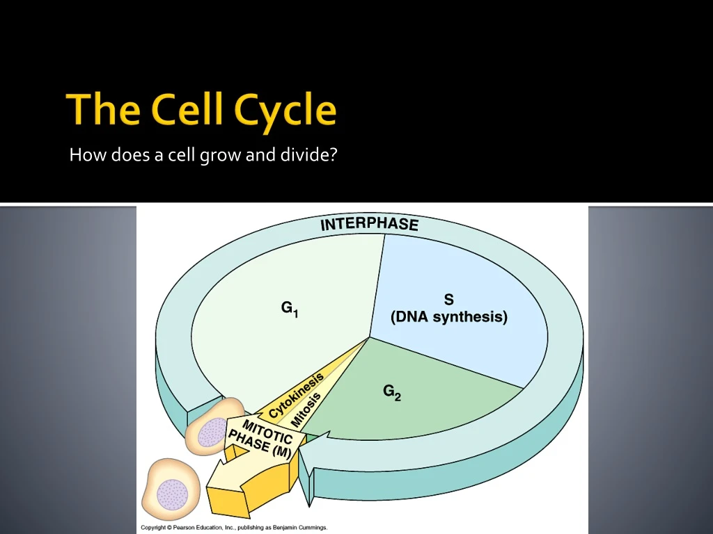 the cell cycle