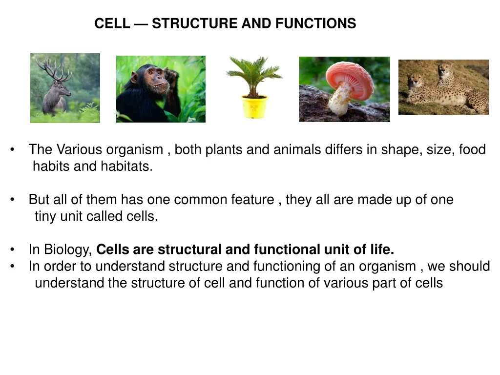 cell structure and functions