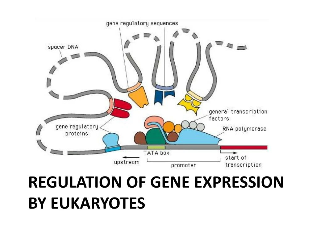 regulation of gene expression by eukaryotes