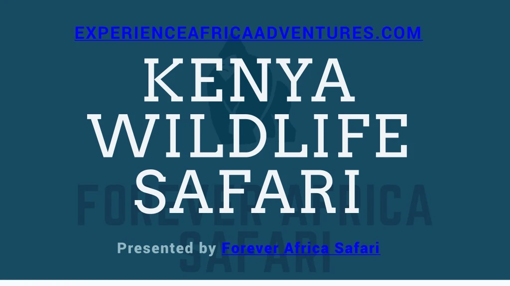 experienceafricaadventures com