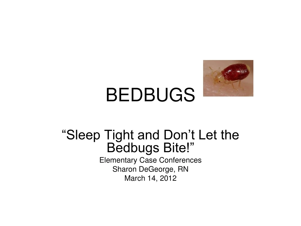 bedbugs