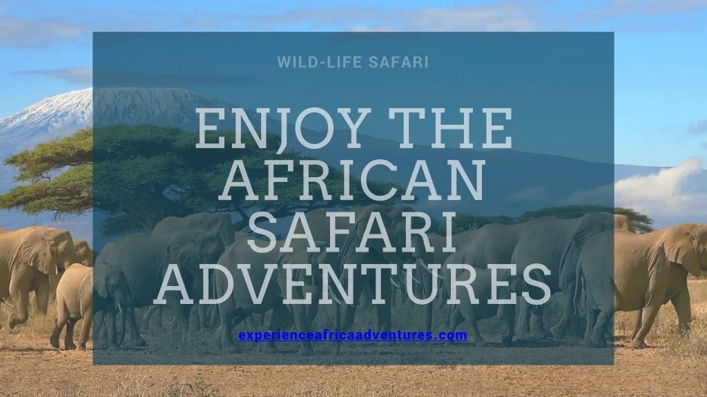 wild life safari