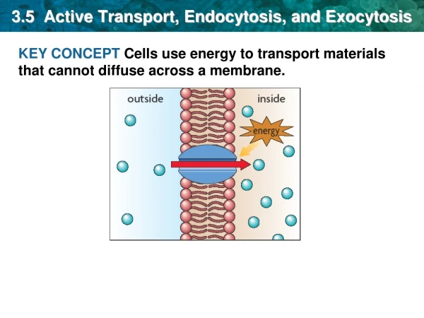 3.5 Active Transport, Endocytosis, and Exocytosis