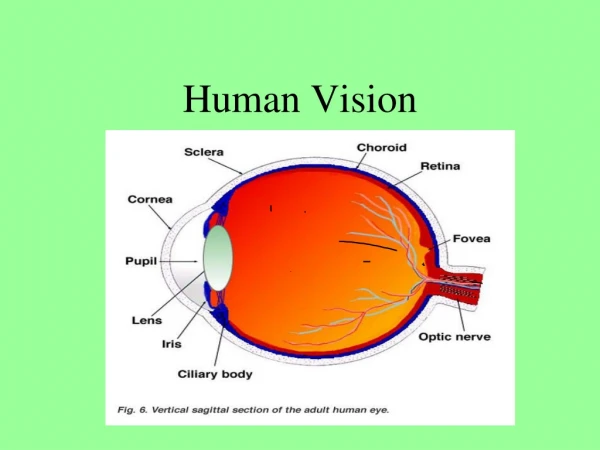 Human Vision