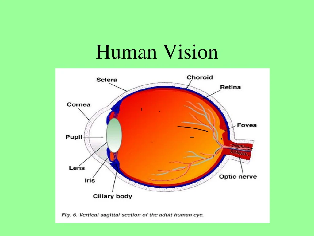 human vision