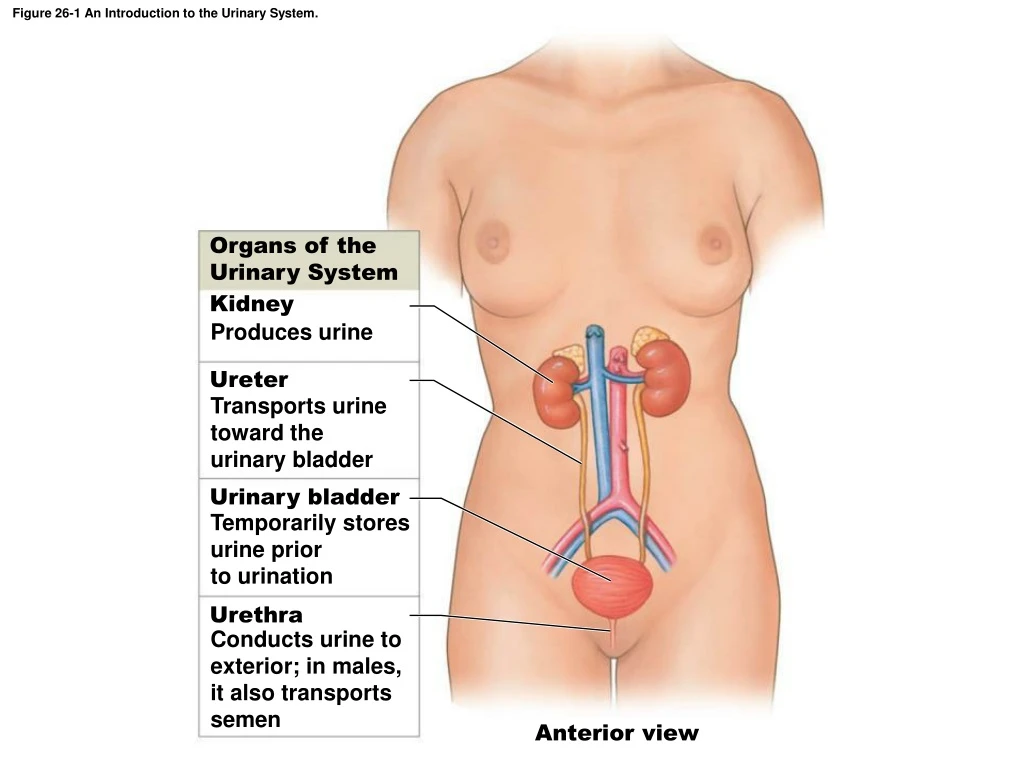 figure 26 1 an introduction to the urinary system