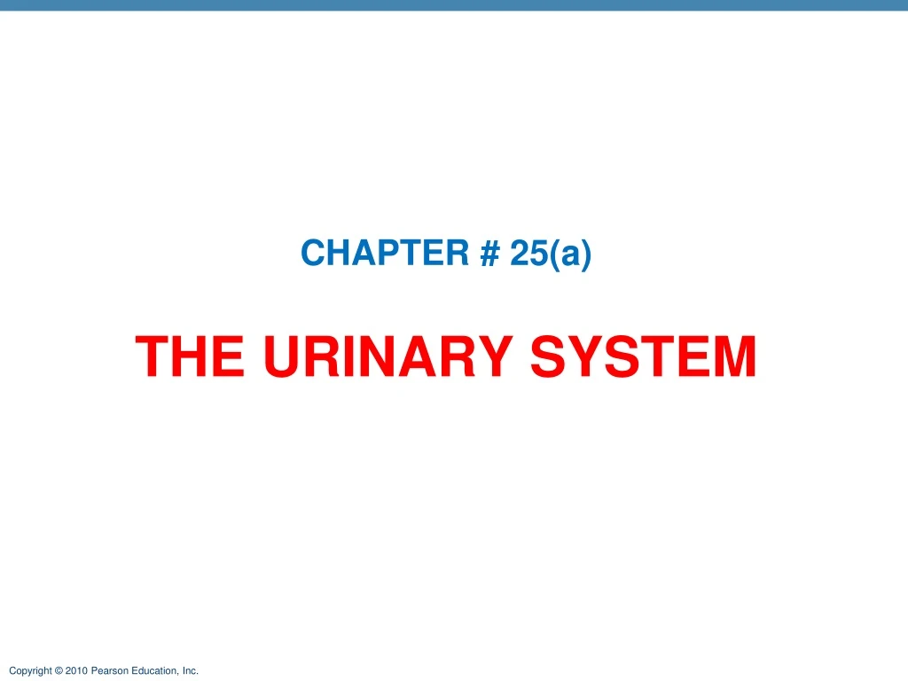 the urinary system