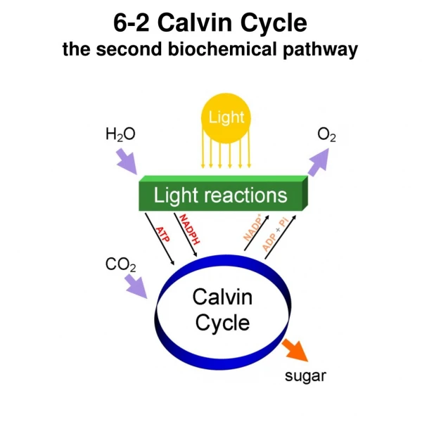 6-2 Calvin Cycle the second biochemical pathway