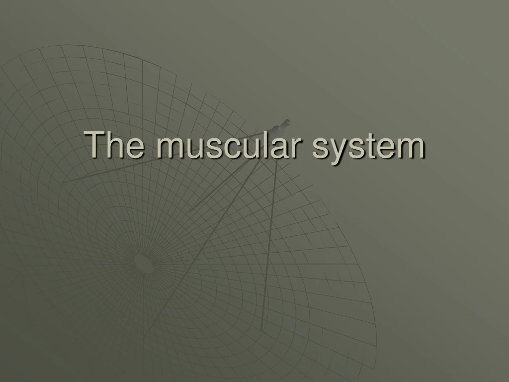 the muscular system