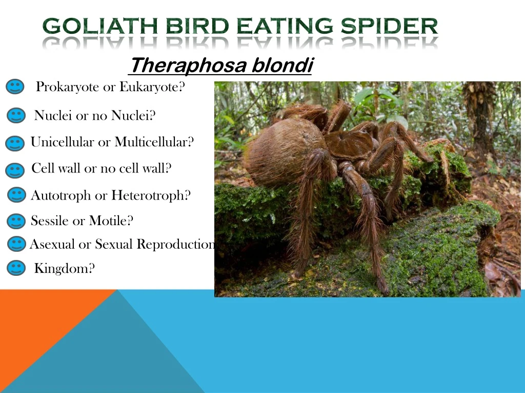 goliath bird eating spider