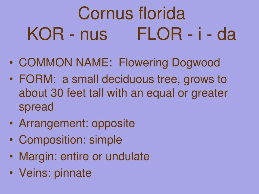 cornus florida kor nus flor i da