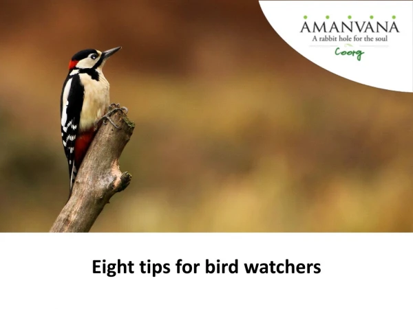 Eight tips for bird watchers