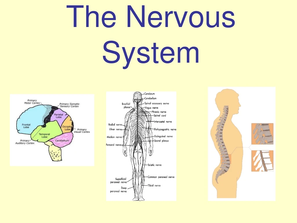 the nervous system