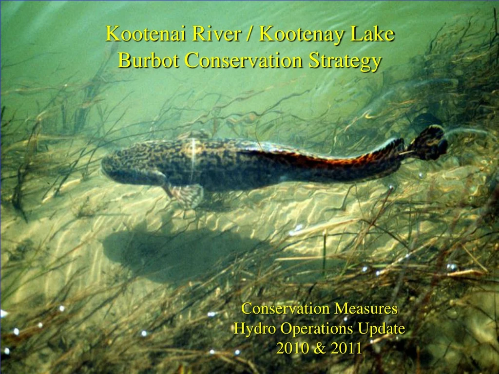 kootenai river kootenay lake burbot conservation