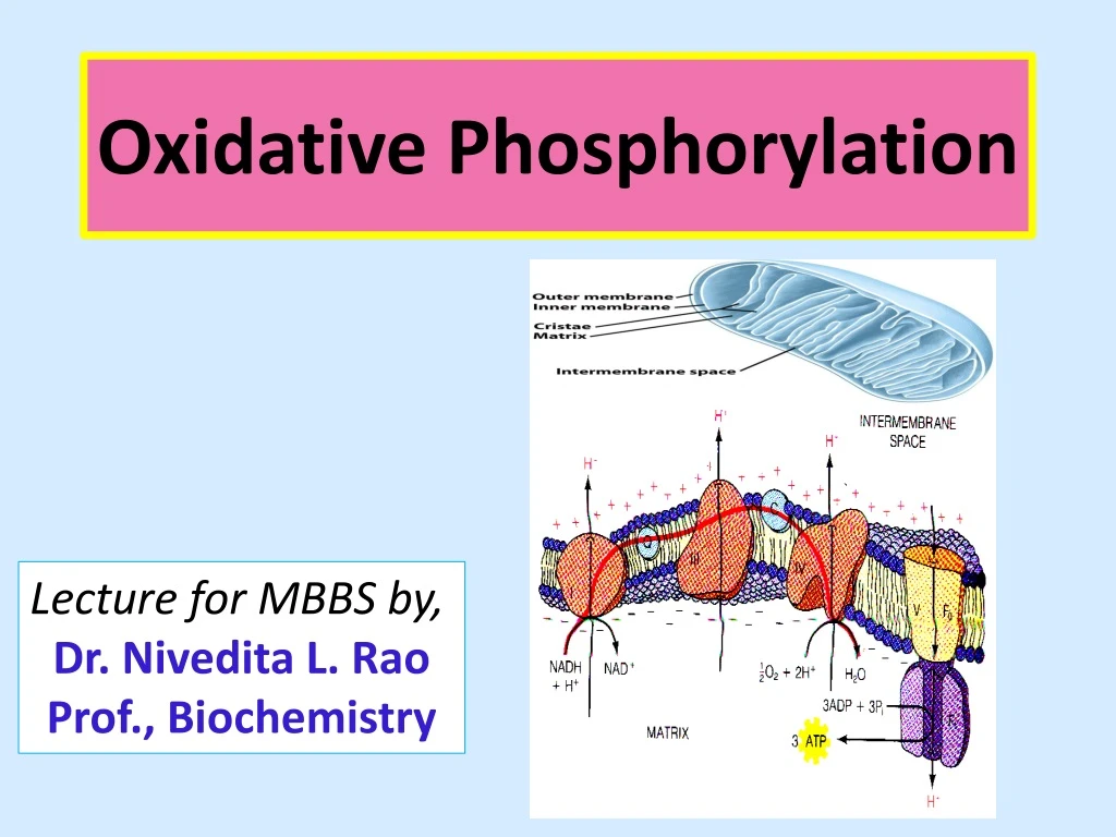 oxidative phosphorylation