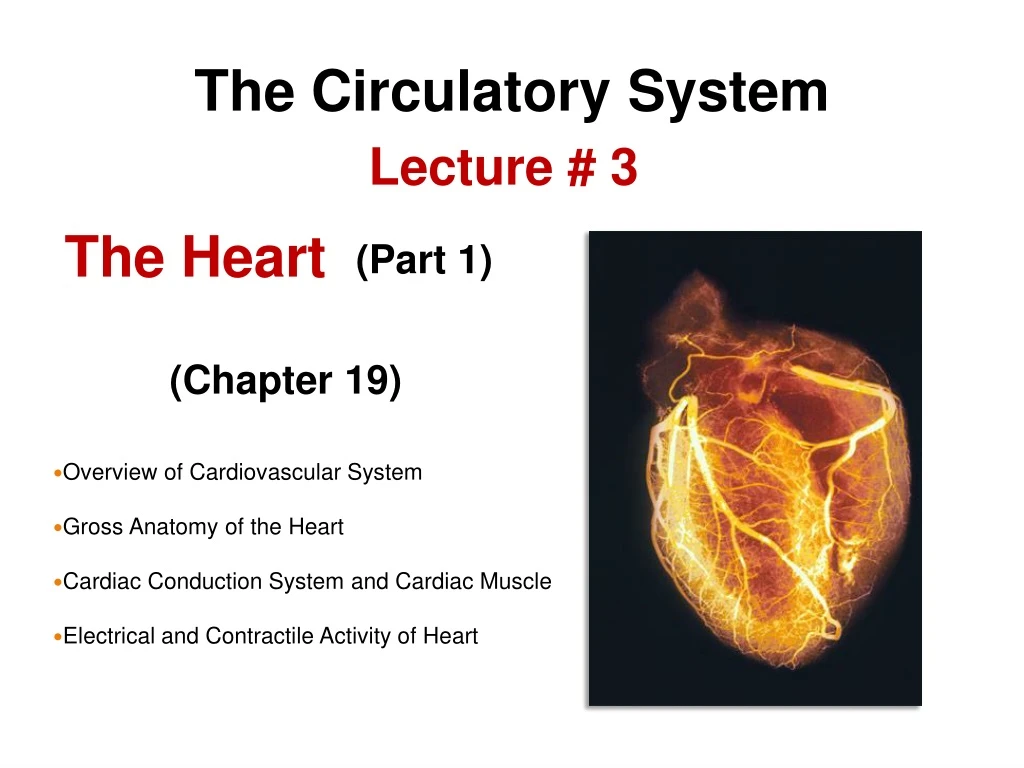 the circulatory system